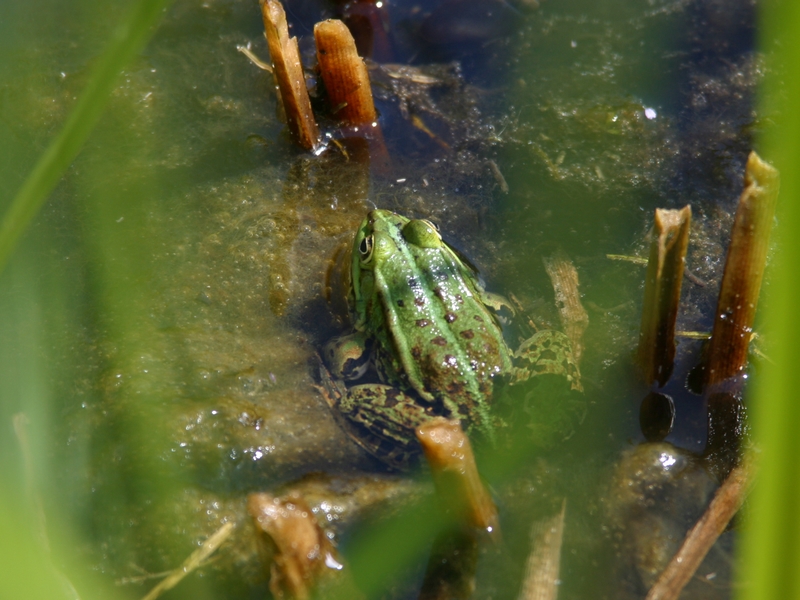 Natur- und Artenschutz 3